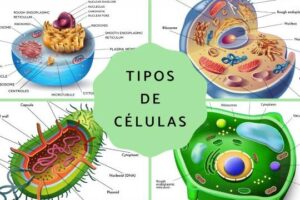 Tipos de células: qué son, partes y funciones - Resumen con esquemas