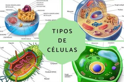 Tipos de células: qué son, partes y funciones - Resumen con esquemas