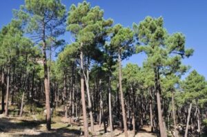 Bosque mediterráneo: características, flora y fauna - Resumen