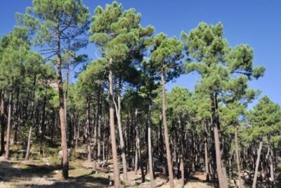 Bosque mediterráneo: características, flora y fauna - Resumen