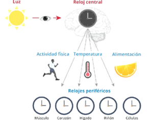 LOS PILARES DE LA SALUD (5/6): BIORRITMOS – CLÍNICA ANCESTRAL ...