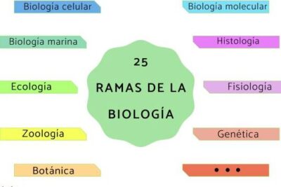 25 ramas de la biología y qué estudian - Conócelas aquí