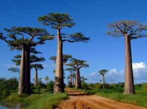 BAOBABS: qué son y características - Información e IMÁGENES