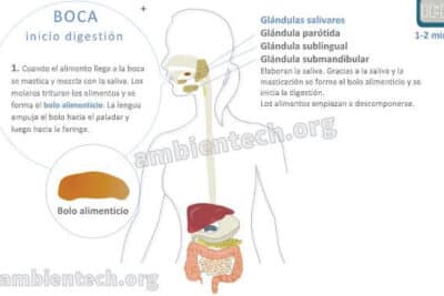 Qué es el bolo alimenticio? - Glosario de ciencias | Ambientech