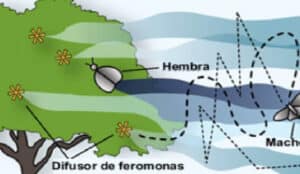 El Uso de Feromonas para el Control de Plagas en Cultivos ...