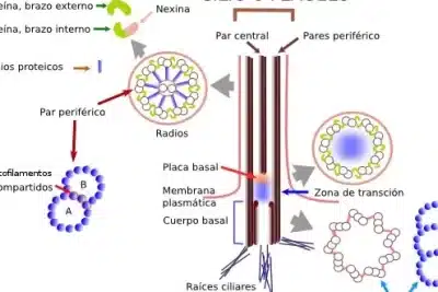 Cilios y flagelos