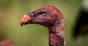 Buitres, unas aves carroñeras indispensables