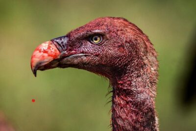 Buitres, unas aves carroñeras indispensables