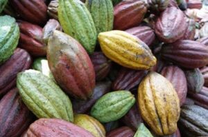 El Fruto del Chocolate: Viendo de Cerca una Vaina de Cacao ...