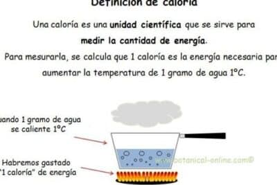 Qué son las calorías? – Botanical-online