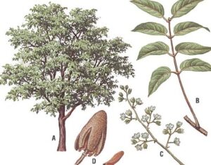 Caoba (Swietenia macrophylla) | Guardabosques Voluntarios de la ...