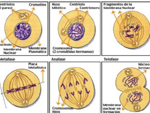 Resumen de la división celular ⭐️ Escuela PCE