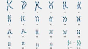 Qué es el cariotipo y cómo se realiza? - Cuestión de Genes