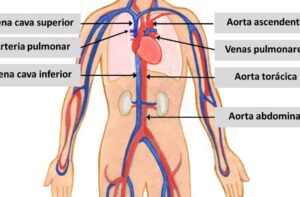 El sistema cardiovascular