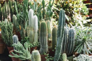 El cactus: usos y beneficios sorprendentes