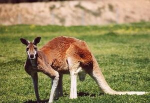 Macropus rufus - Wikipedia, la enciclopedia libre