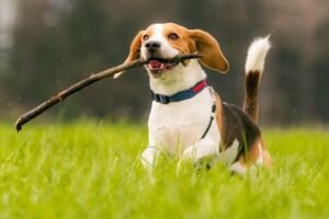 10 Características de los perros - ¡Todo lo que debes saber!