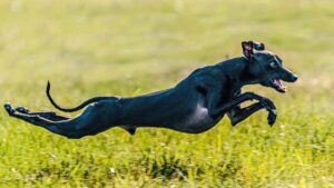 Galgo Italiano o Pequeño Lebrel Italiano: características ...