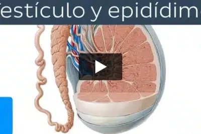 Testículo y epidídimo