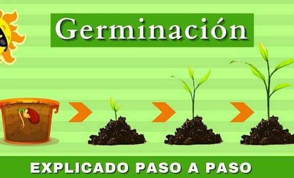 La Germinación | ¿Cómo Crece Una Planta? | Videos Educativos Para ...