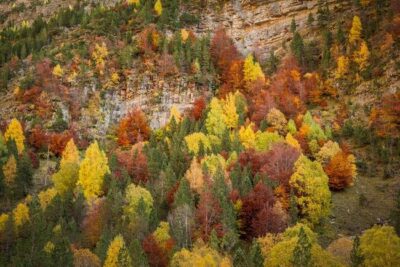 BOSQUES CADUCIFOLIOS: Características, Flora y Fauna