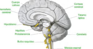 Bulbo raquídeo: estructura anatómica y funciones